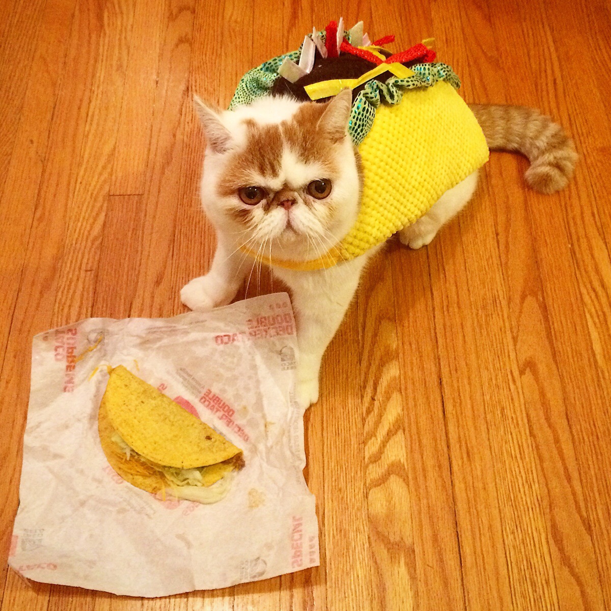 taco spelled backwards