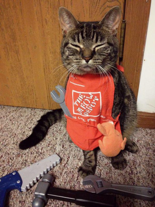 Celebrate Caturday With Home Depot Cat 