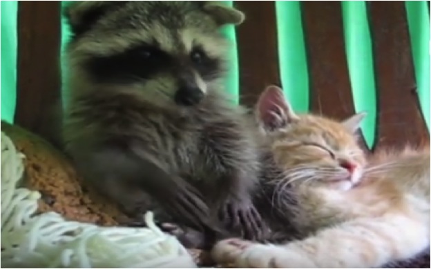 Raccoon Loves To Nibble On Kittens Ear Cats Vs Cancer