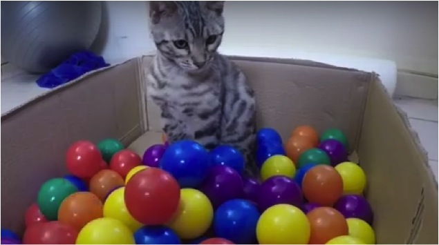 cat ball pit