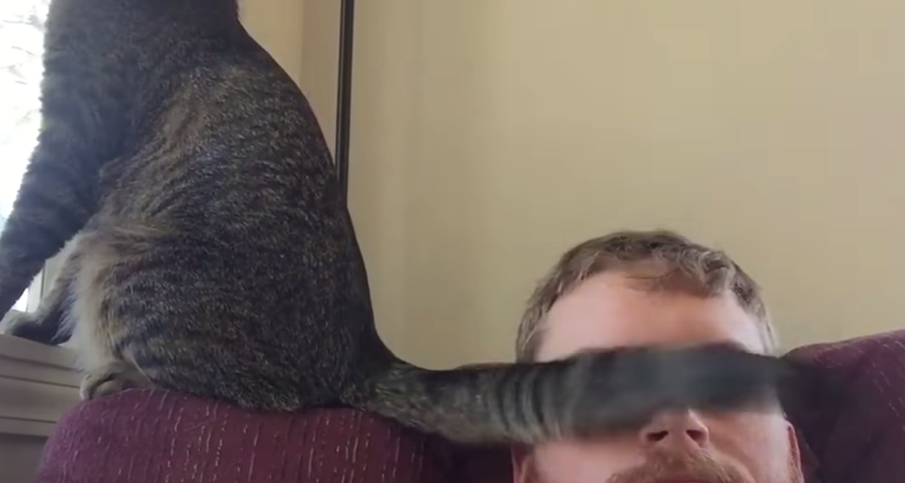 Jerk Cat Slaps Guy With Tail Cats Vs Cancer