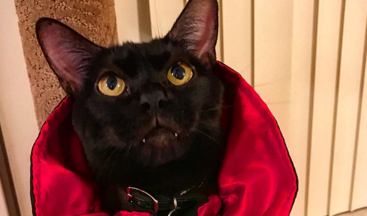 Meet Mamba The Awesome Vampire Cat - Cats vs Cancer