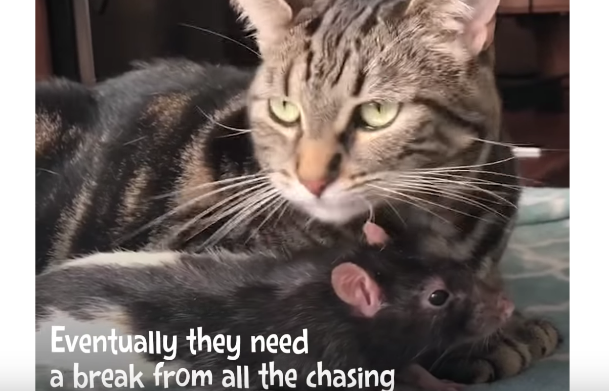 this cat and mouse have been best friends ever since