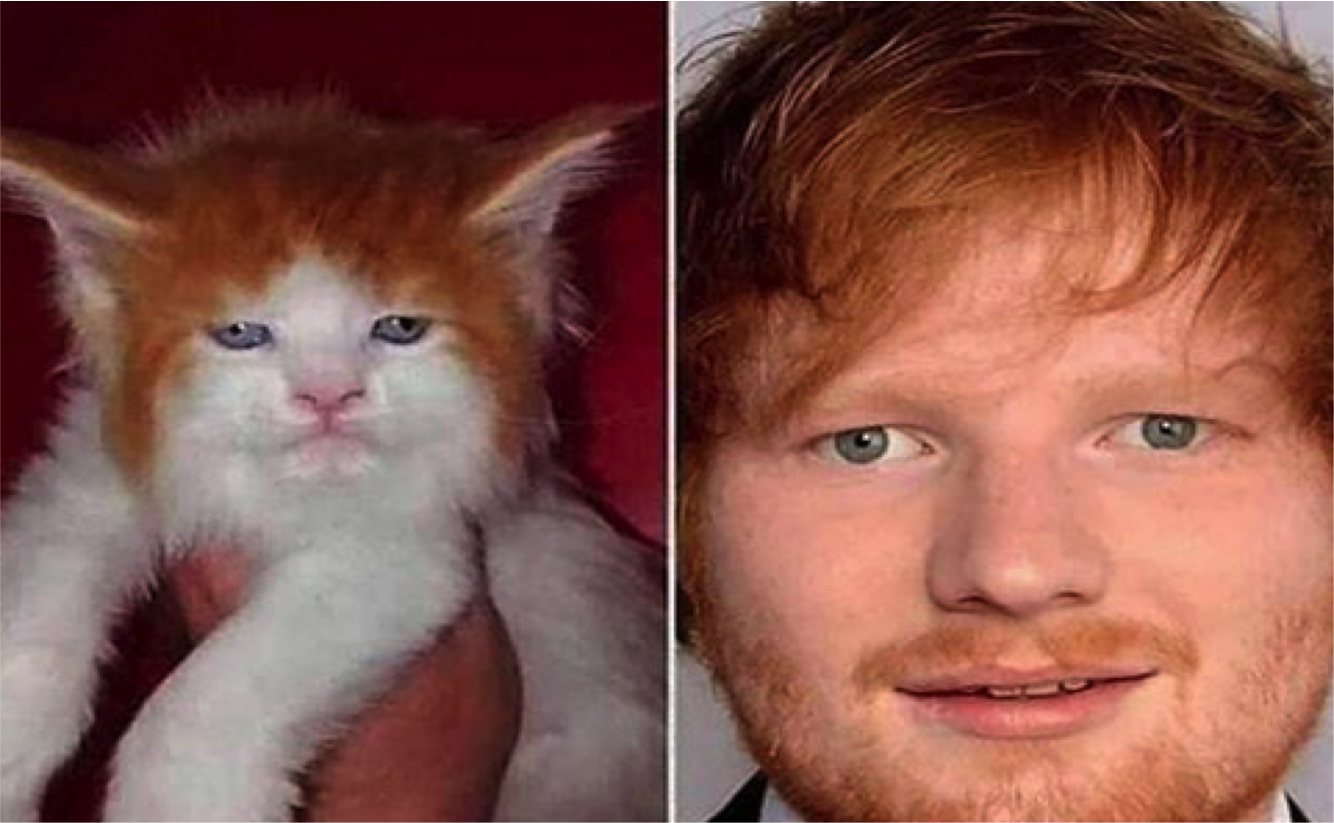 TWINSIES!! A Spitting Image Of Ed Sheeran - Cats vs Cancer