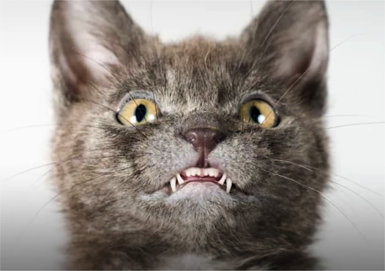 Meet The Cutest Vampire Ever You'll Ever See - Cats vs Cancer