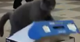 jerk cat keeps feline friend trapped lolcats