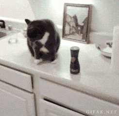 mean cat does what he wants knock over stuff