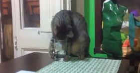 breaking glass water curious cat
