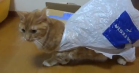 plastic bag-plastic bag cat