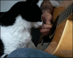 helpful guitar cat
