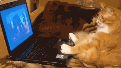 laptopcat