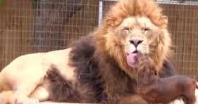 big cat lion dog kissing kiss cute lol