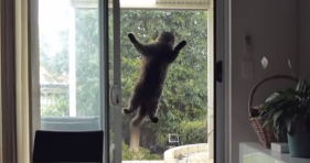 mission impossible screen door cat lolcats