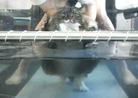watertreadmillcat