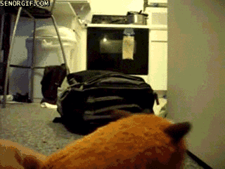 backpack cat