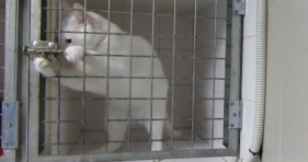 Houdini Cat escapes magic cat funny
