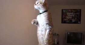Standing_Cat_Lolcats