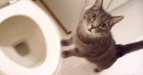 cute cat loves toilet flush
