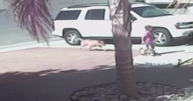 hero cat saves little boy from dog attack
