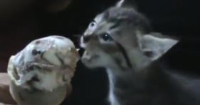 ice cream cat cute kitten chocolate eclair
