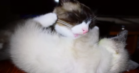 cat licks cute fluffy kitten off table
