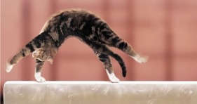 acrobatic cats-cathletes