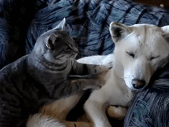 best massage ever-cute cat-white pup