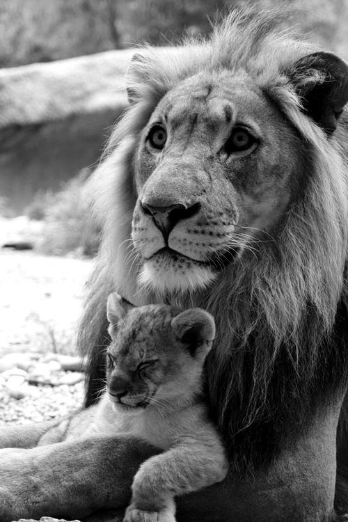 big-cat-lion-and-cub-family