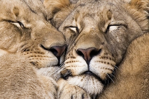 big-cats-cuddling-animals-lions
