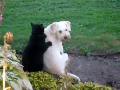 black cat massage-shnouzer-cute-rub down