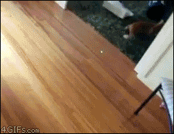 bowling kitty-lol-scaredy cat