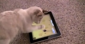 cat toys ipad game - cat and mouse - laser pointer