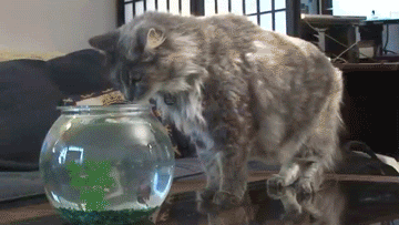 cat vs flying shark-scaredy cat-lol