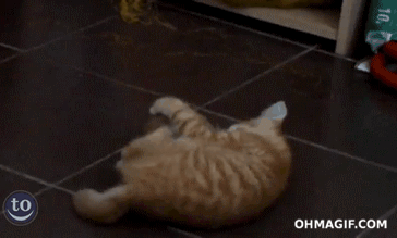 cathletes-jumping cat-terrified-of-potato