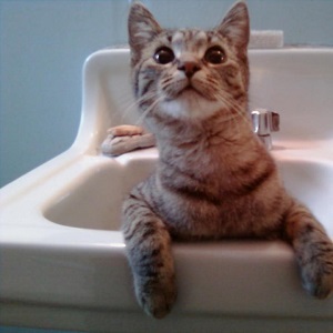 cats-in-sinks-grey-kitten-cute