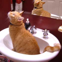 cats-in-sinks-orange-cat-tabby