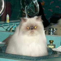cats-in-sinks-scary-kitty-evil-eyes