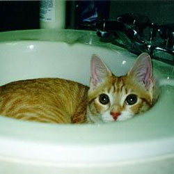 cats-in-sinks-tabby-kitten-peek-a-boo
