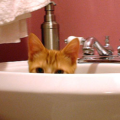 cats-in-sinks-tabby-kitten-pouncing-soon