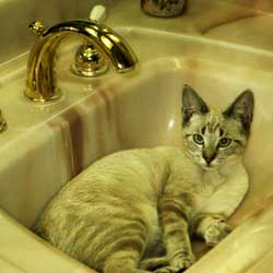 cats-in-sinks-white-russian-cat-lounging