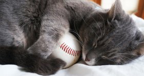sport cathlete baseball cat