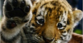 international-tiger-day-cats-save-tigers-big-cats