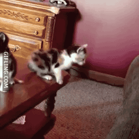 9 lives kitten fails to leap onto couch-lol-cute-funny