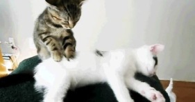 kitten massage parlor-cute cat massages