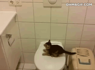 kitten misses toilet to sink leap-adorable-cute-lol 9 lives