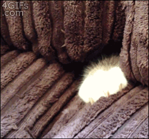couch kitten, sneaky cat, stealthy cat