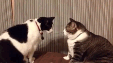 staring contest cats