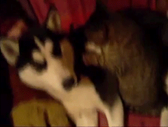 tabby cat rubdown-relaxed puppy-cute