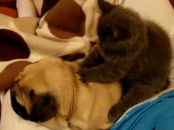 grey kitty massage-cute-adorabledaog lover