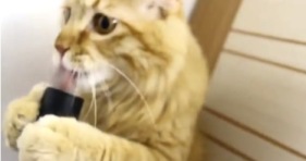 vacuum cat loves hoover vacuum-cute-funny-cats